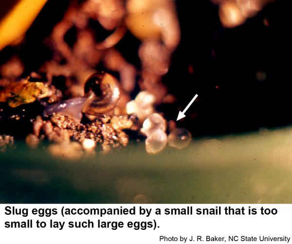 slug eggs